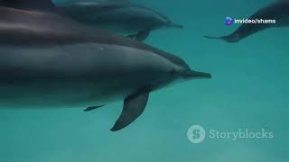 Deep Ocean 852 Hz Symphony