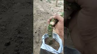 #Dieffenbachia #Gardening, #GardenTips, #PlantCare, #OrganicGardening, #HomeGarden #UrbanGarden