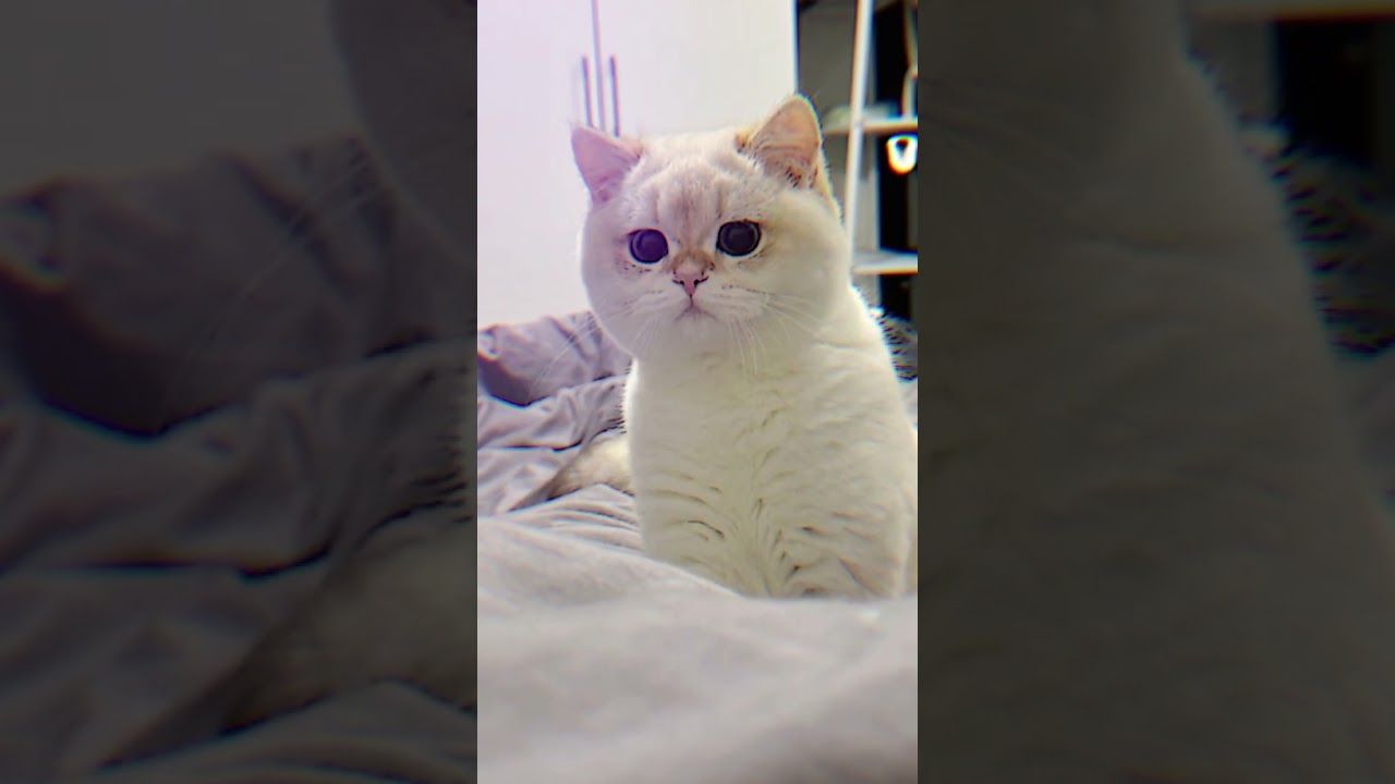 terpesona dengan kucing ( jangan lupa subscriber ☹️). pils subscriber.