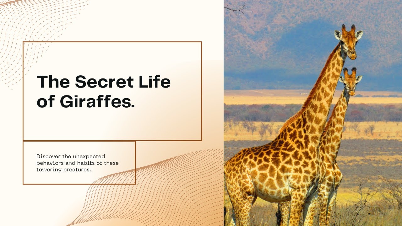 The Graceful Gait of Giraffes A Deep Dive YouTube