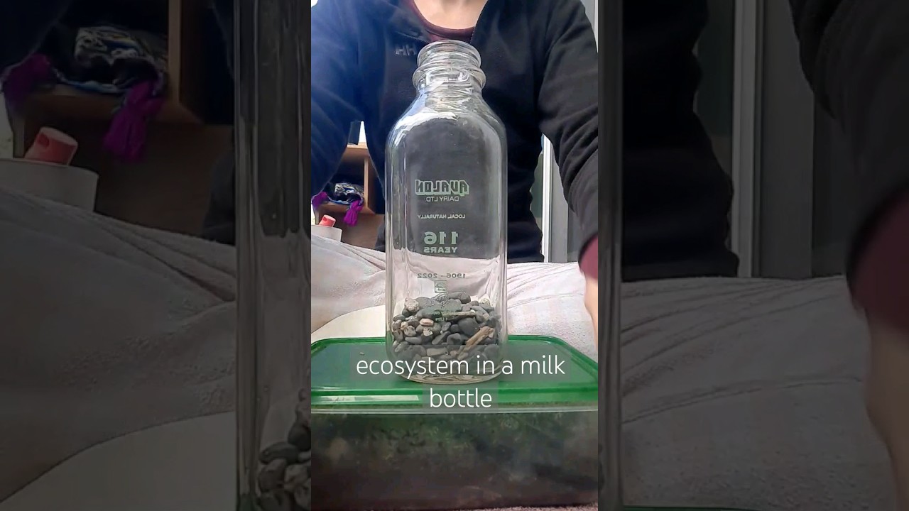 Ecosystem New Build in a Milk Bottle! Complete steps to make terrarium. Old school milk bottle