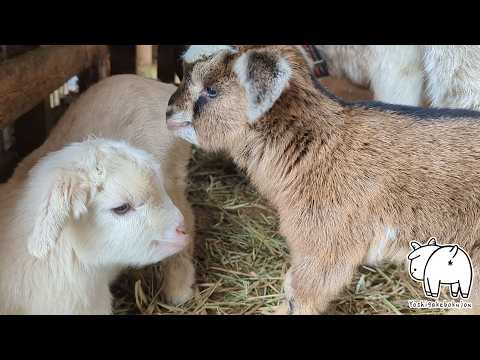 生後1日だけど歩き回る赤ちゃんヤギ 　2026年3月3日　吉がけ牧場　#ヤギ牧場