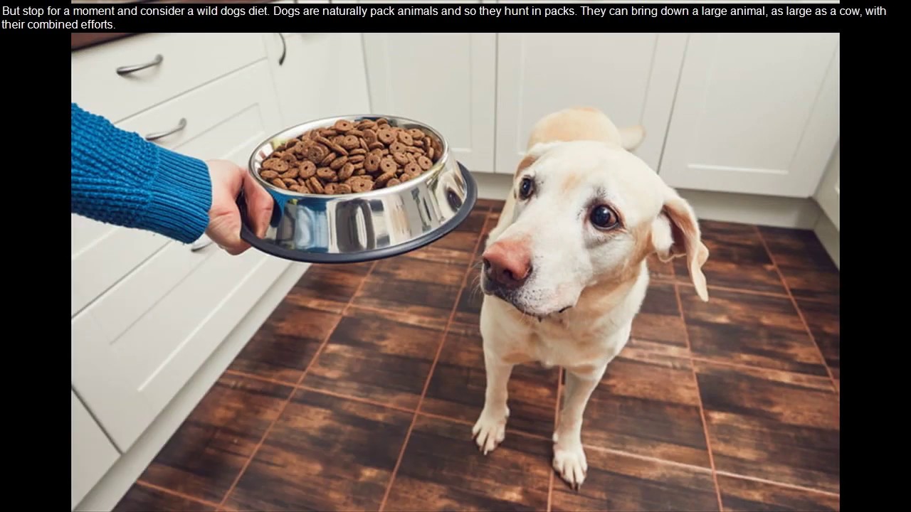 best grain dog food 2019