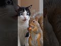 The story Cat and beautiful #youtubeshorts #trending #animation video