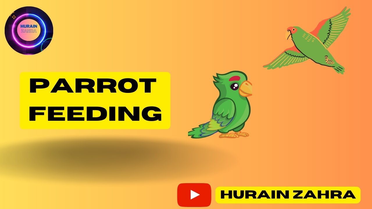 Amazing Parrot Video | Australian Parrot | Hurain Zahra