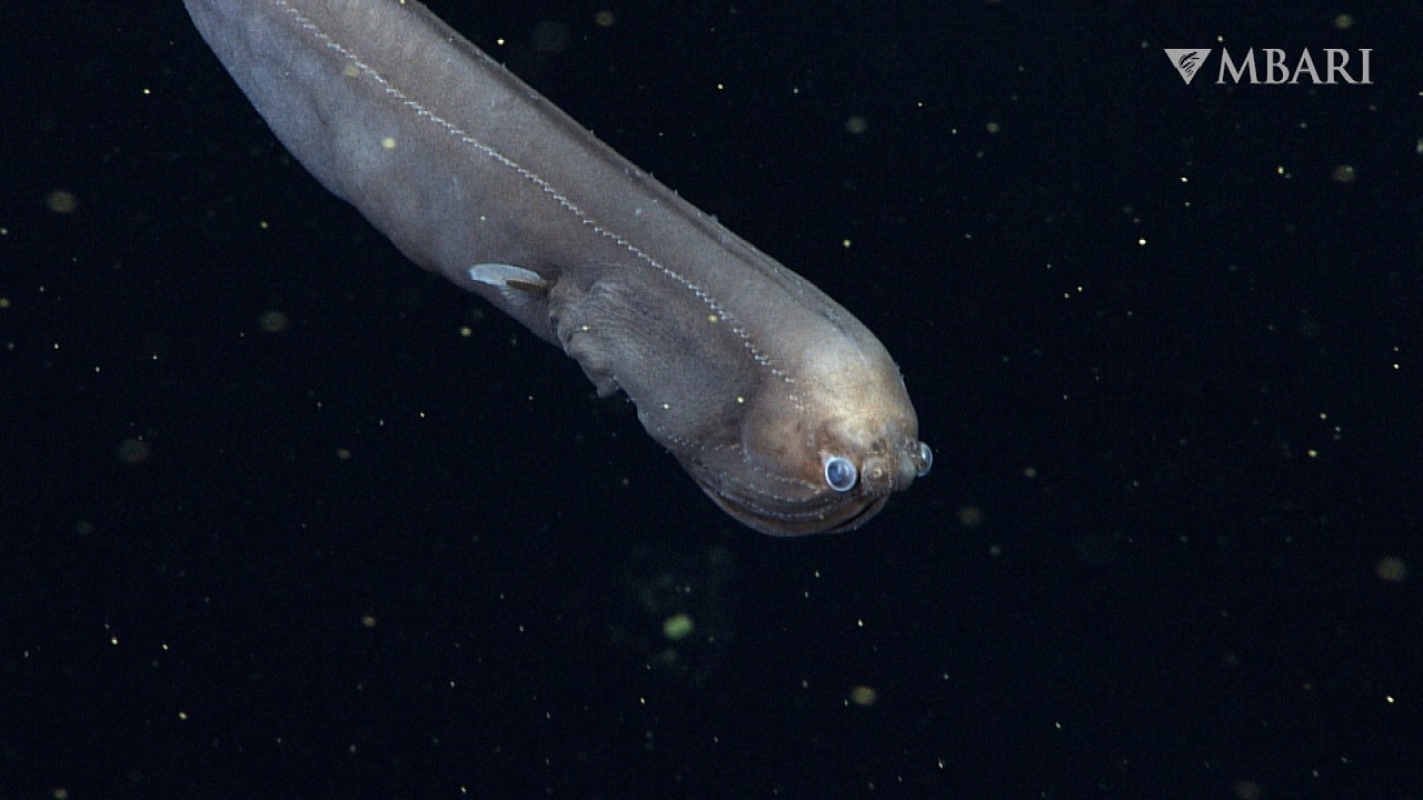 Play: Genuine deep-sea research footage of some of the strangest fish on Earth