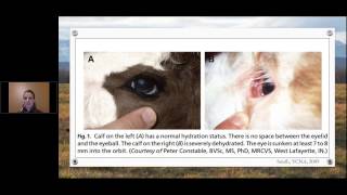 Managing young calves to prevent disease