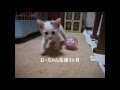 こねこ～仔猫と遊んで癒される