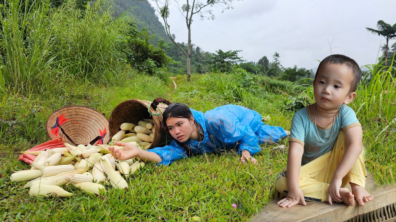 Harvest Corn, Boil Hot Corn to Sell at The Market - Clean and Renovate The Vegetable Garden.
