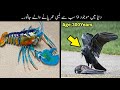 9 Immortal Animals Which Almost Never Die | دنیا میں سب سے لمبی عمر پانے والے جانور | Haider Tv