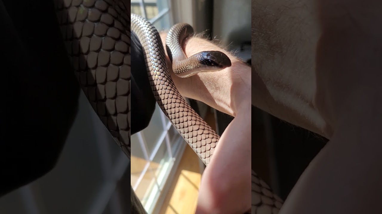 This is Nuru the Rufous Beaked SNAKE and I LOVE him to DEATH. 🐍❤️