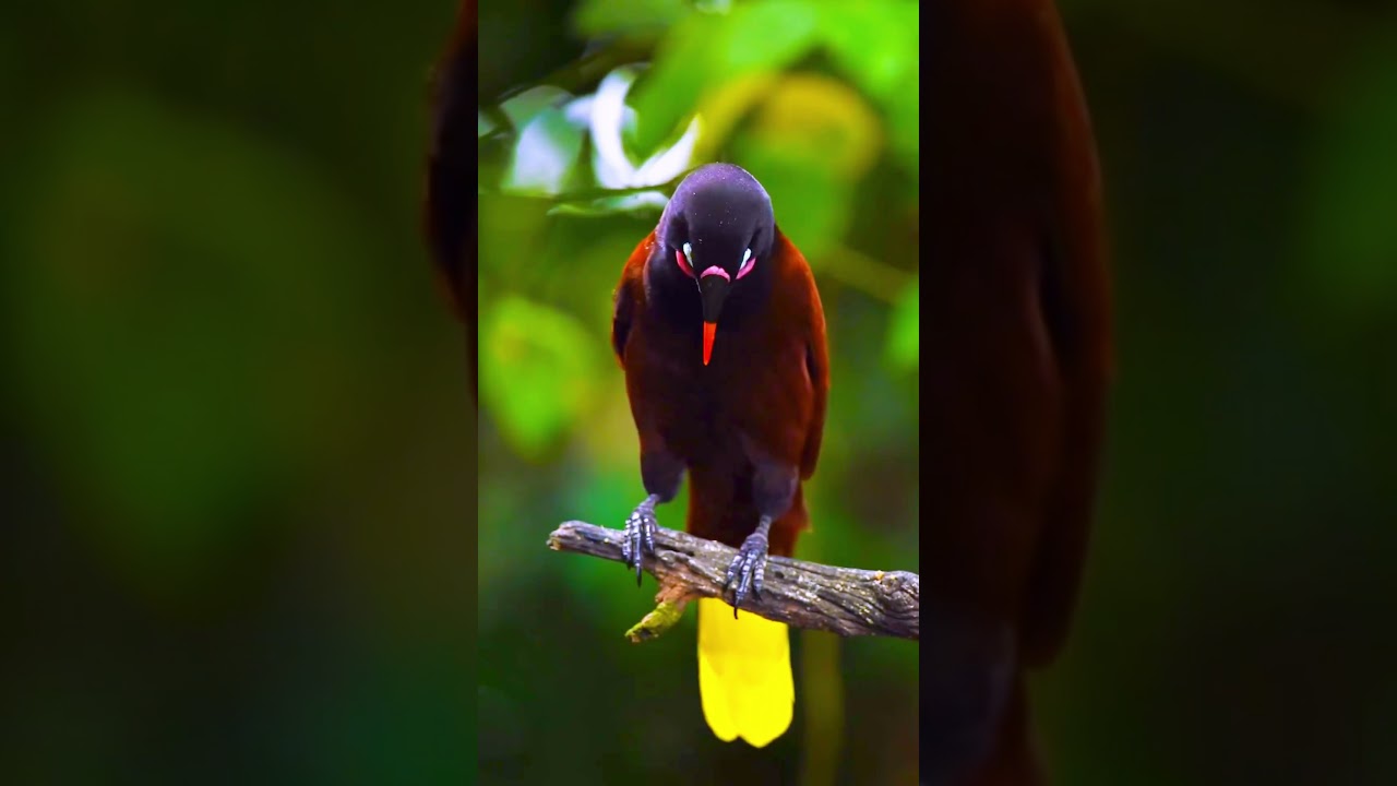 Rare Tropical Bird Does Something AMAZING 