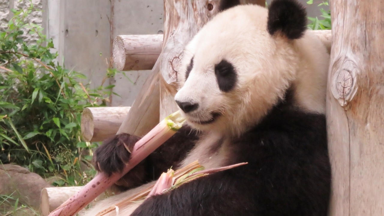Tantan eating a long, seasonal bamboo shoot♥ Always living in our