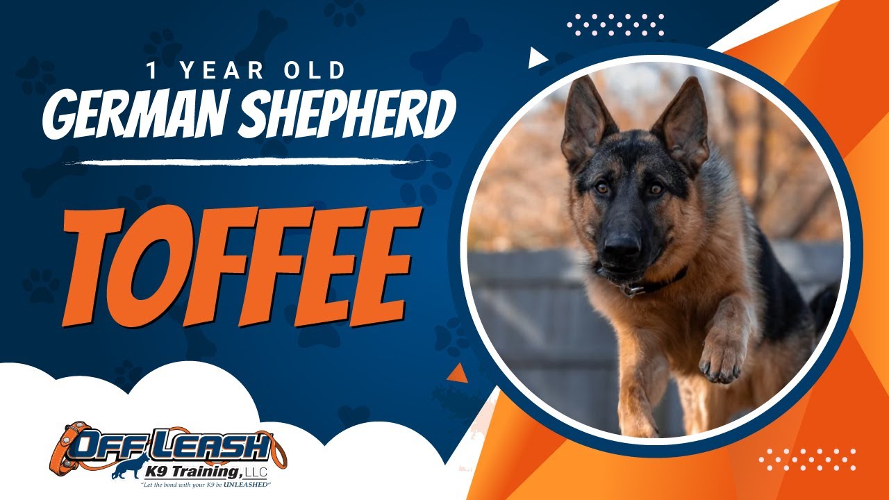 Немецкая овчарка, 1 год, тоффи | Лучшие дрессировщики собак в Северной Вирджинии | Без поводка, K9