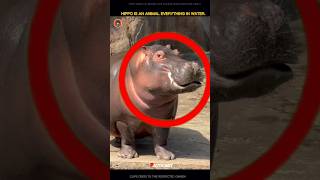 Hippo Animal everything in water 😱 #facts #shorts