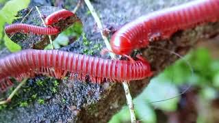 Macro World: Millipede and Snail Crawling on Rocks