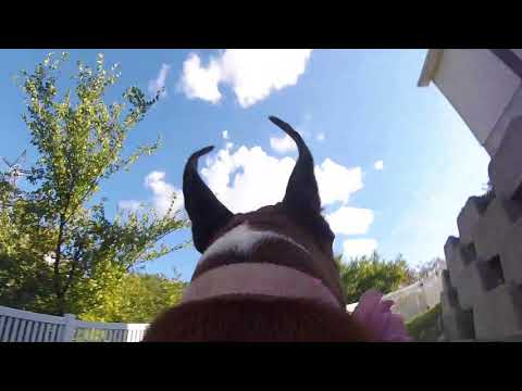 Dog's Life - GoPro Harness Test