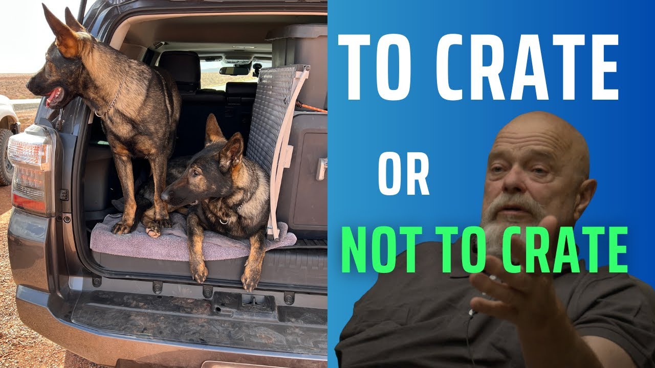 Crate Your Dog YES or NO YouTube