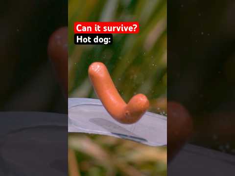 What survives a fan? 🤔