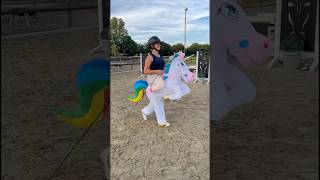 Pferdehofliebe - Springreiter Vs. Dressurreiter