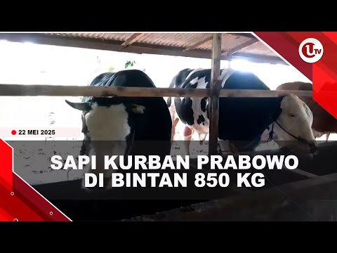SAPI KURBAN PRESIDEN PRABOWO DI BINTAN BERBOBOT 850 KG | U-NEWS