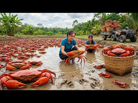 Cosechando 5000+ Cangrejos Gigantes de Río para Vender en el Mercado, Cómo Preparar Kimbap Casero