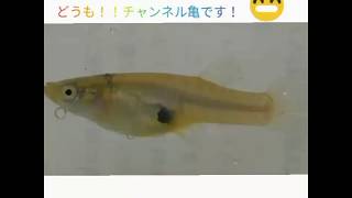 【外来生物の解説#1】カダヤシとメダカの違いなどを1分30秒で解説してみた。