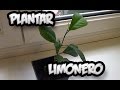 Trasplantar Semilla De Limon - Limonero || Experimento || La Huertina De Toni