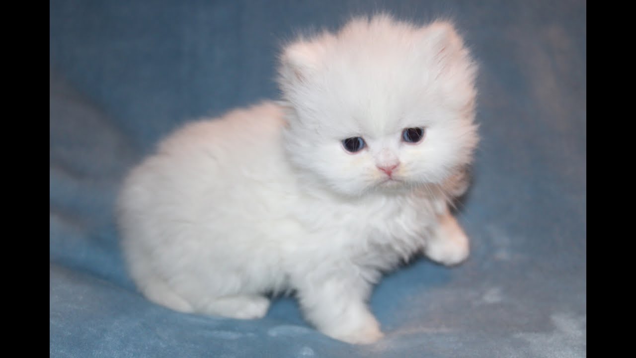 Sage  (purple collar) White Girl