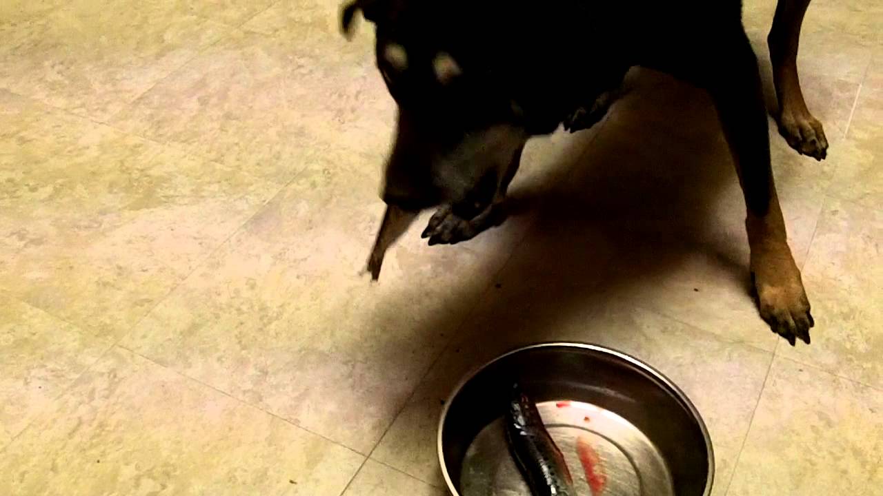 Donovan the Dog Eating Whole Raw Sardines YouTube