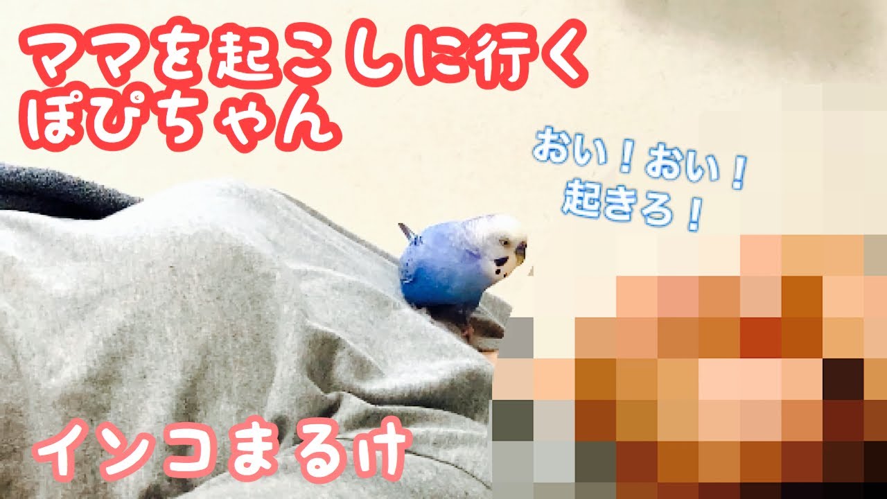 インコはとても優しく飼い主思い インコまるけ Note