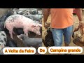 Show Dos Porquinhos na Volta da Feira: Feira de Porcos e Aves em Campina Grande