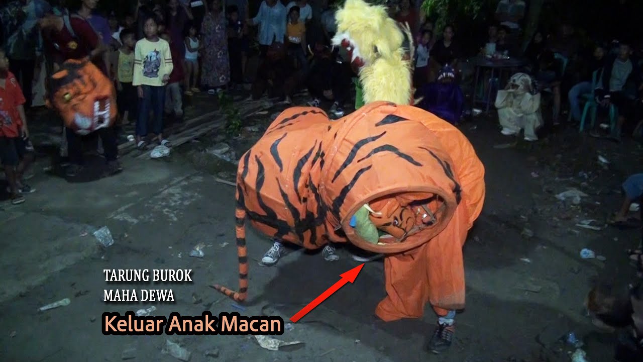 AKSI TARUNG MACANAN BUROK MAHA DEWA | DS.PAREREJA