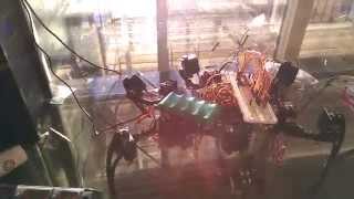 Hexapod gait test 2
