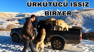 Azap Yaverleri̇ Zalim Ve Azat İle Arabaya Bi̇ni̇p Gezmeye Çikmayi Çok Sevi̇yor