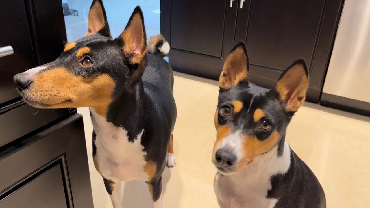 Is that food I hear? Hungry Basenjis!