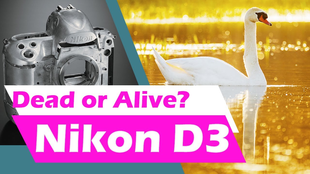НИКОН Д3 В 2025: СТОИТ ЛИ ПОКУПАТЬ ДЛЯ ФОТОГРАФИИ ДИКОЙ ПРИРОДЫ?