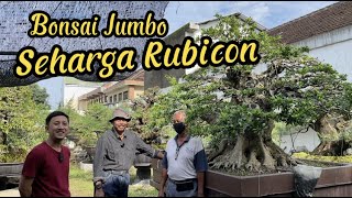 Berkunjung ke rumah sultan kolektor bonsai spektakuler di Sragen ada yang seharga Rubicon ‼️🔥