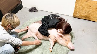 ミニブタの角栓を取る動画【※閲覧注意】