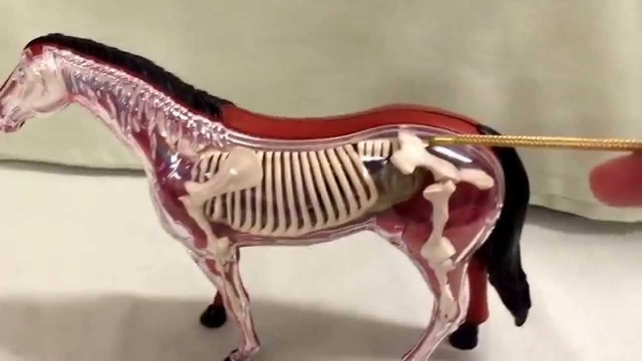 仙腸関節の歪みについて Youtube