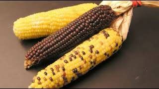 Bolivia maize varieties | Wikipedia audio article