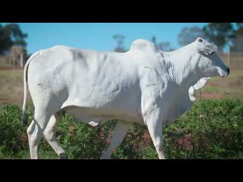 LOTE 100 - NTI 3174
