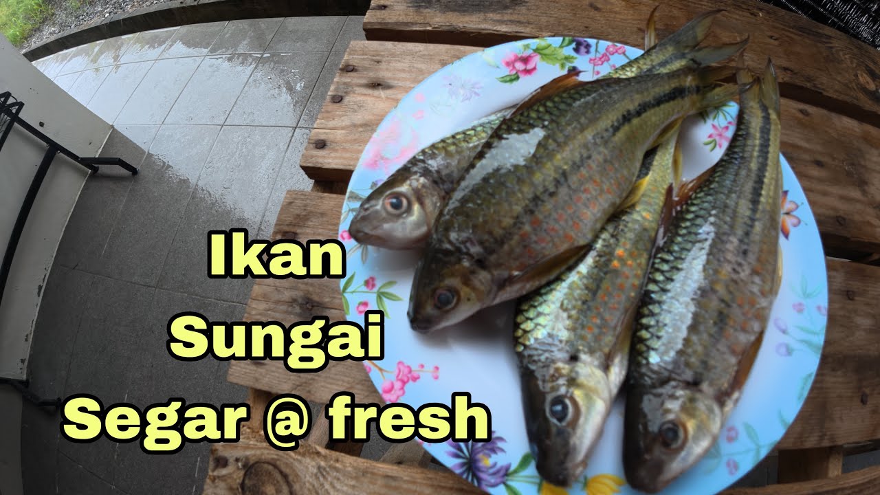 Ikan Sungai Segar Di Beli Di Market Bandar Riyal Kota Samarahan…