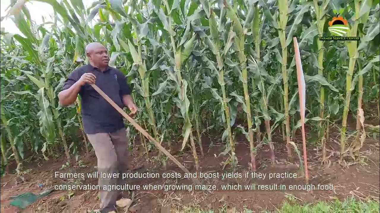I will harvest 45 bags (90kg/bag) of maize per acre. Conservation agric farmer. Subtitles in