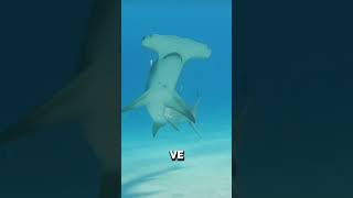 El tiburón con la cabeza más rara del mundo 🌊