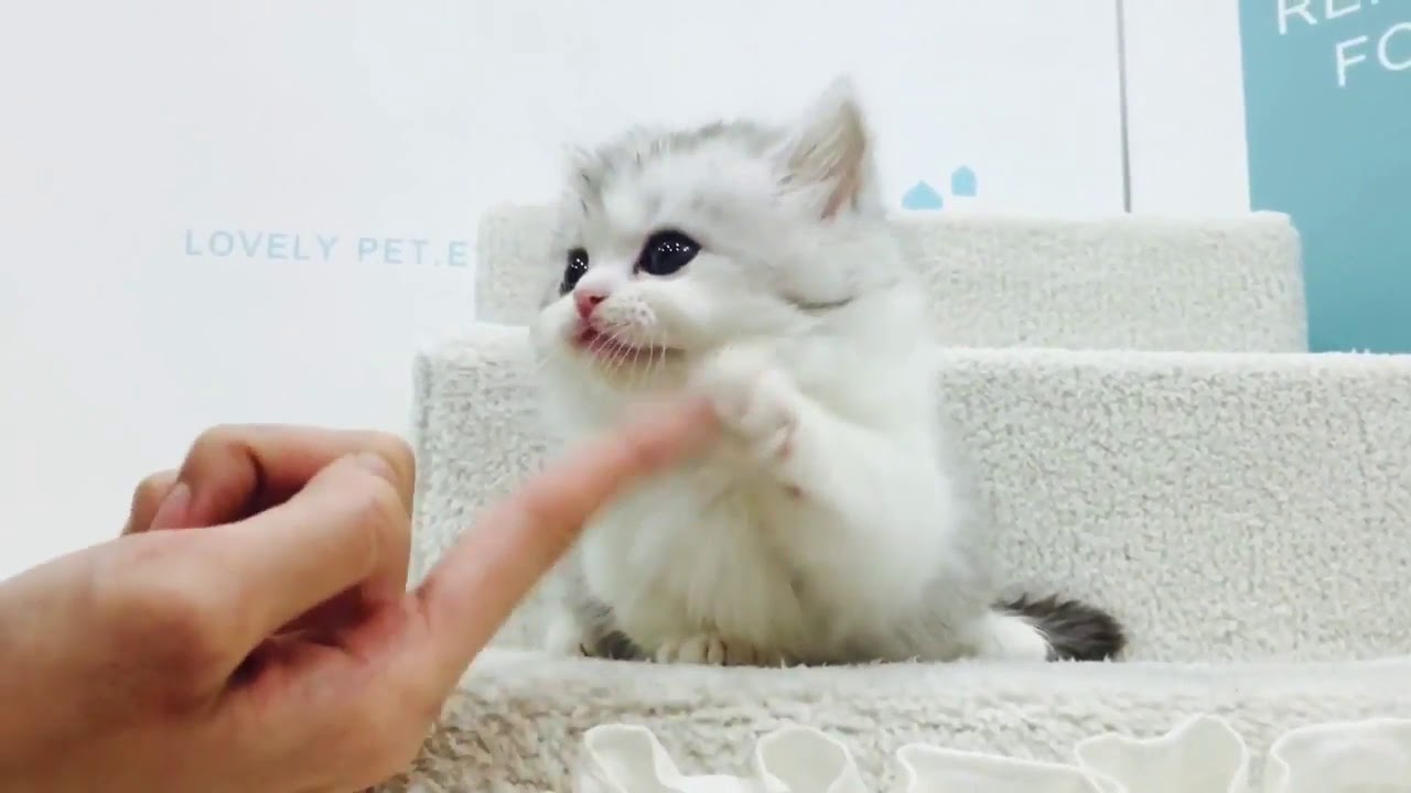 Your Daily Cat Dose - Cute Cat with short leg taking stairs.