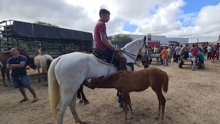 FEIRA DE CAVALOS DE CARUARU PE