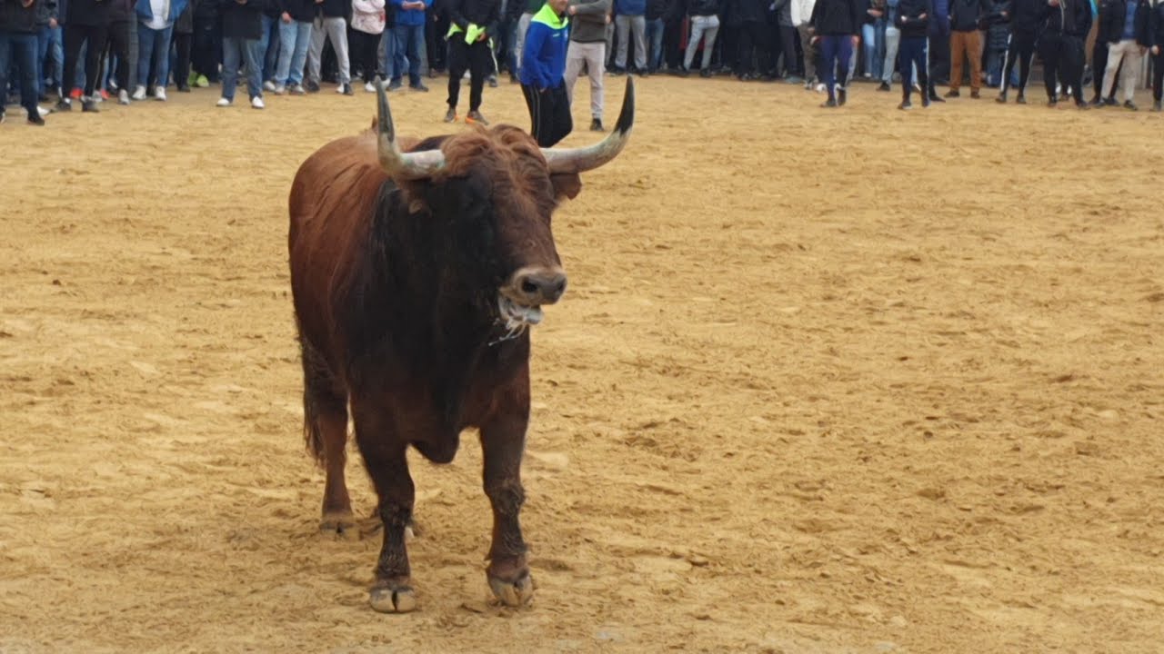 Festejos Populares Almassera 2026.Toros Cerriles Ganaderias Victoriano Del Rio & Jandilla.17/01