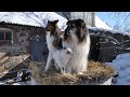 Hay barn&#39;s dogs 7: Doro / Siena šķūņa suņi 7: Doro