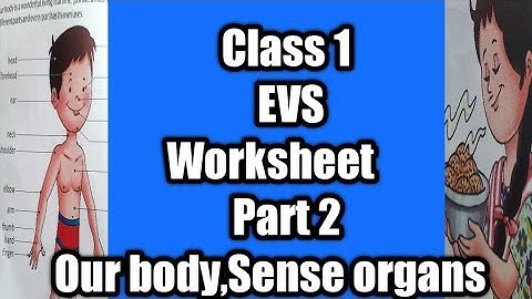 class 1 EVS worksheet part /Class 1 EVS Worksheet Body parts, Sense Organ